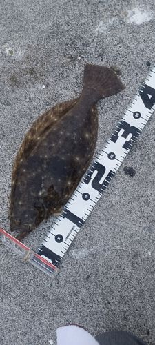 ヒラメの釣果