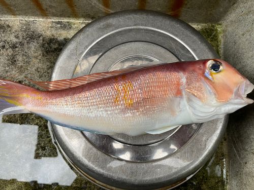 アマダイの釣果