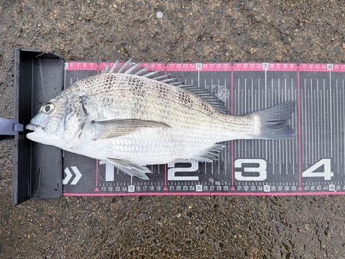 チヌの釣果