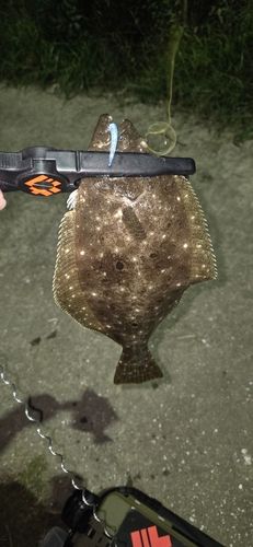 ソゲの釣果