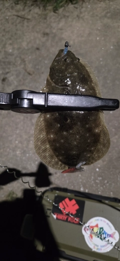 ソゲの釣果