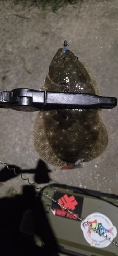 ソゲの釣果