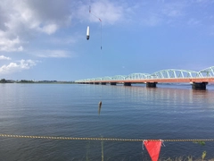 シロギスの釣果