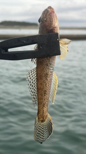 ダイナンウミヘビの釣果