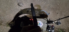 コチの釣果