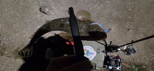 コチの釣果