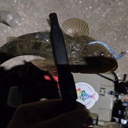 コチ