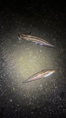 ゴンズイの釣果