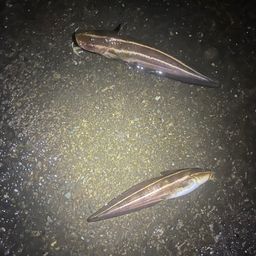 ゴンズイ