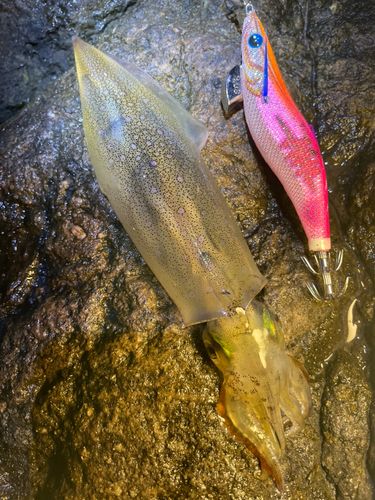 ヤリイカの釣果