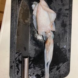 アオリイカ