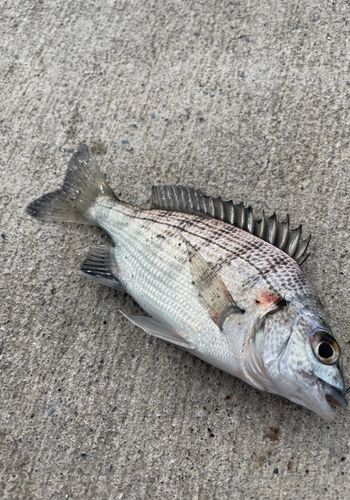 チンチンの釣果
