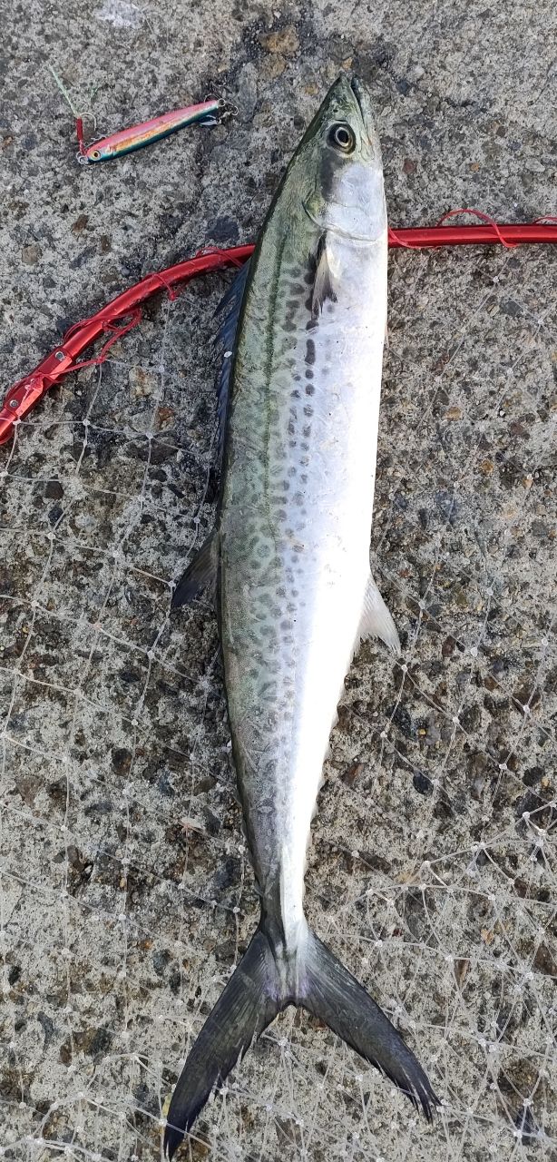 YAMAGA Blanks ブルースナイパー 100Mの最安値・インプレ・釣果 | 本音