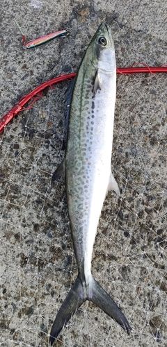 サゴシの釣果
