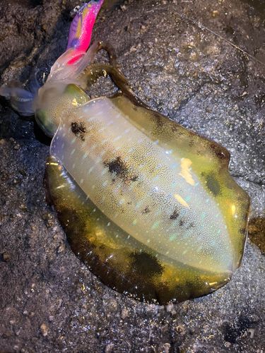 アオリイカの釣果