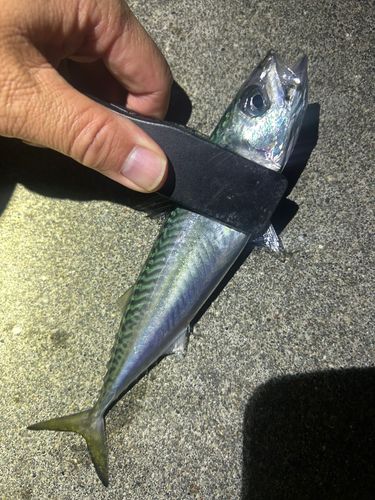サバの釣果