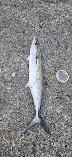 サゴシの釣果