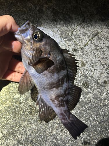 メバルの釣果