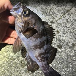 メバル