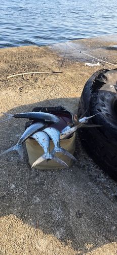 サゴシの釣果