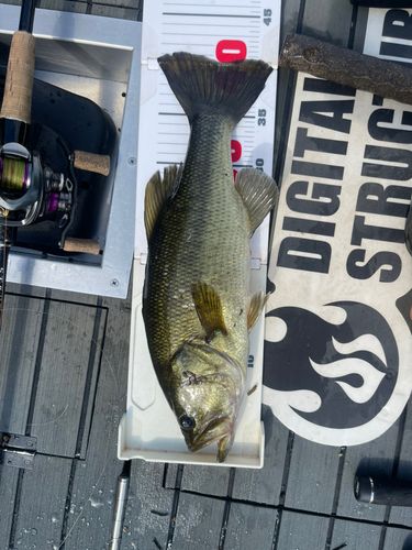 ブラックバスの釣果
