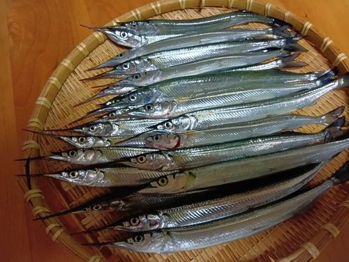 サヨリの釣果