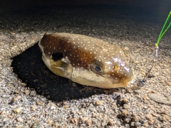 フグの釣果
