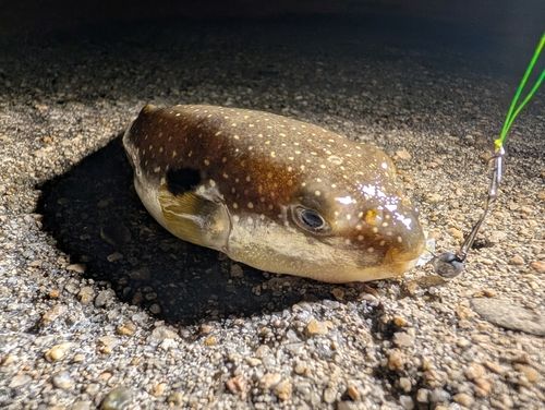 フグの釣果