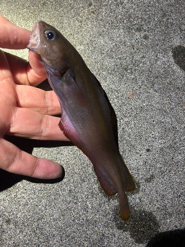 ドンコの釣果