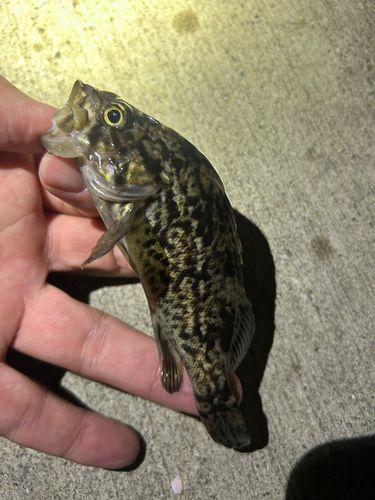 ソイの釣果