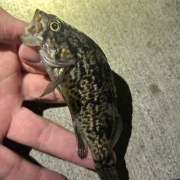ソイ