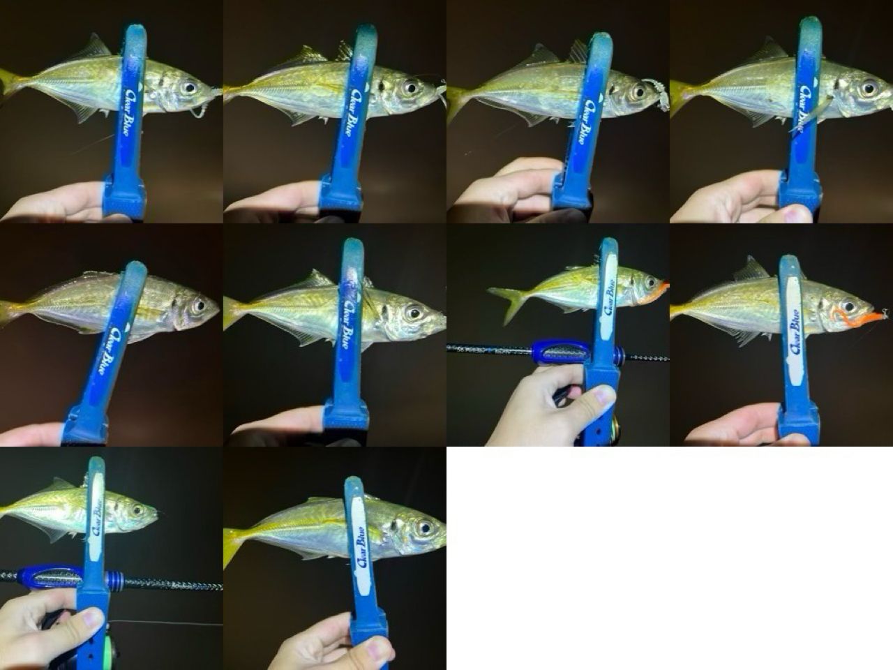 マアジ