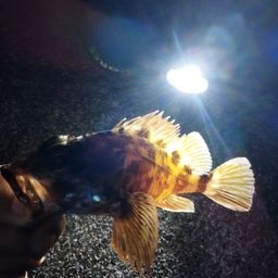 カサゴ