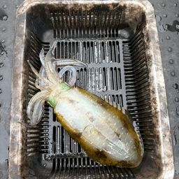 アオリイカ