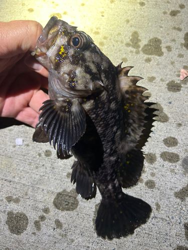 ソイの釣果