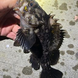 ソイ