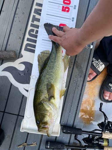 ブラックバスの釣果