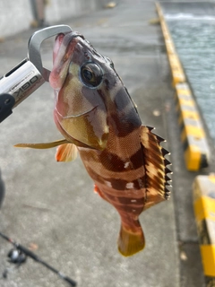 アカハタの釣果
