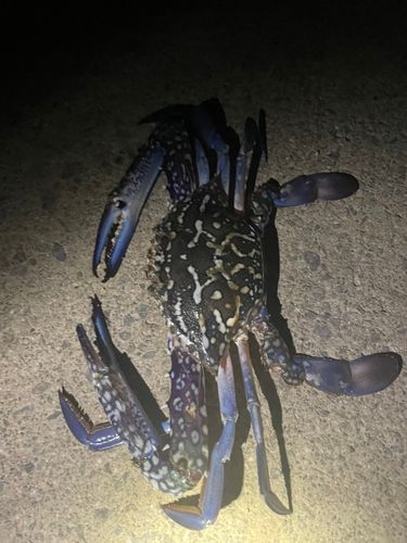 ガザミの釣果