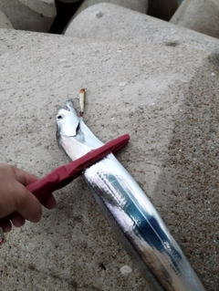 タチウオの釣果