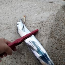 タチウオ