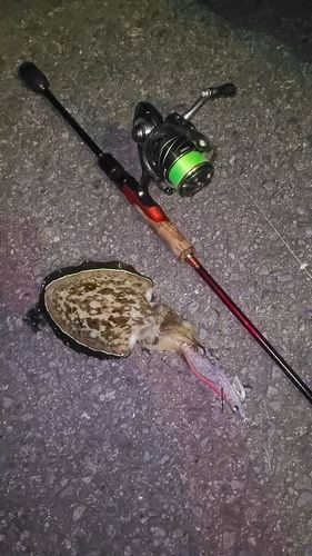 モンゴウイカの釣果