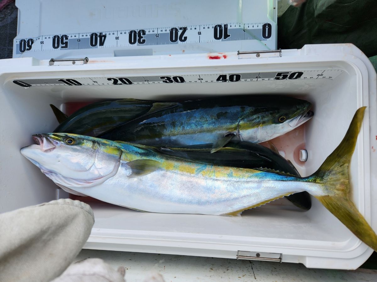 ちかおさんの釣果 1枚目の画像