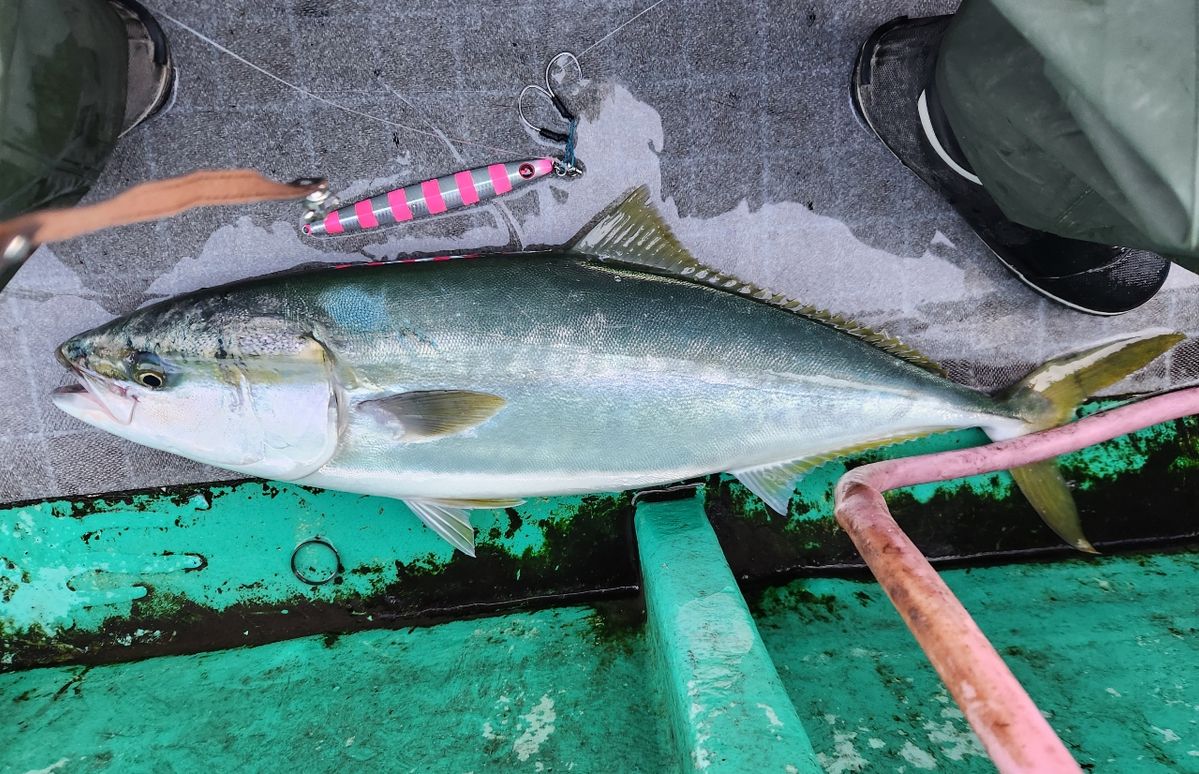 ちかおさんの釣果 2枚目の画像