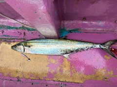 サワラの釣果