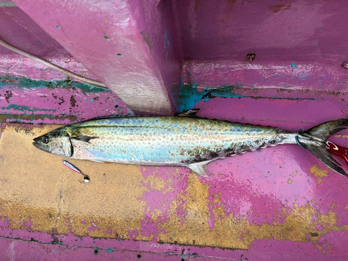 IRIKIさんの釣果 1枚目の画像