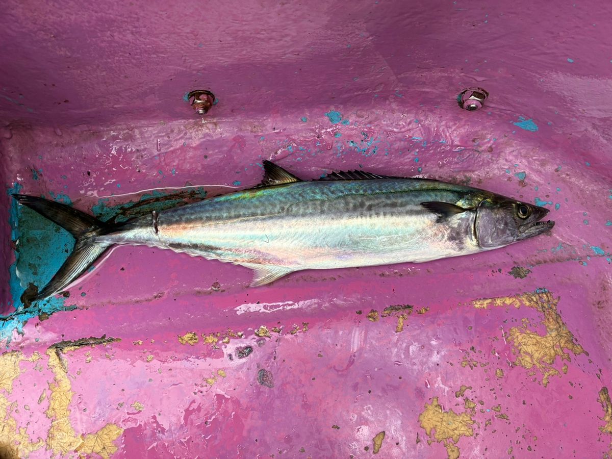 IRIKIさんの釣果 2枚目の画像