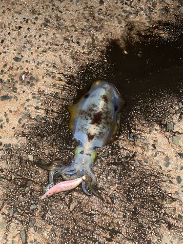 アオリイカの釣果