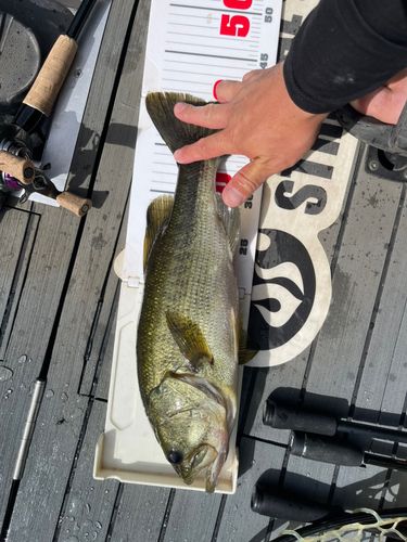 ブラックバスの釣果