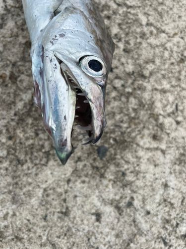 タチウオの釣果